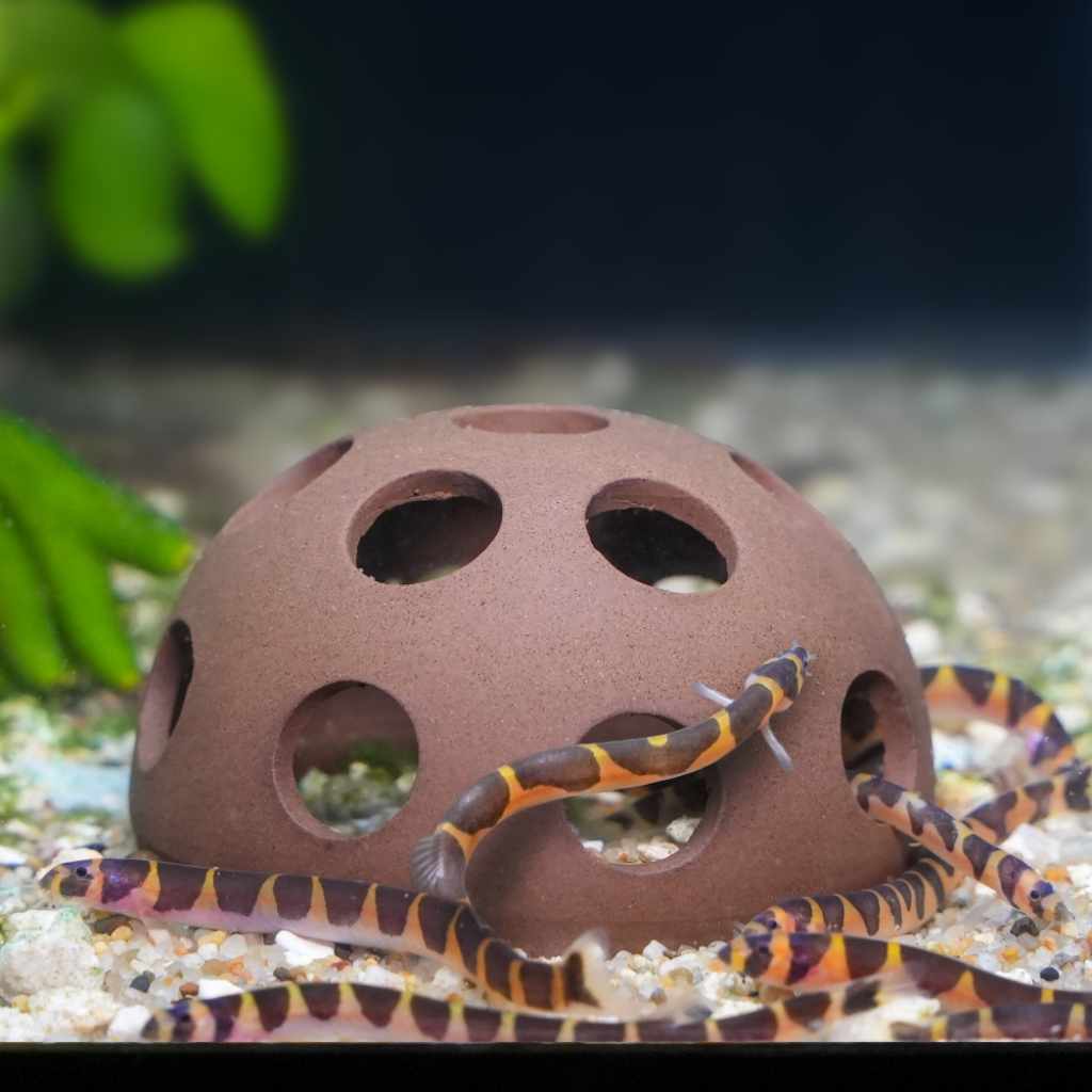 Aquarium Co-Op Shrimp Cave - Image 3