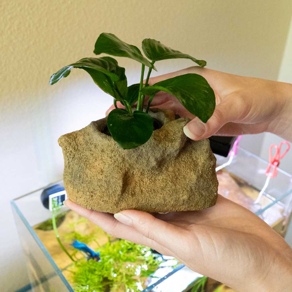 Easy Planter - Image 4