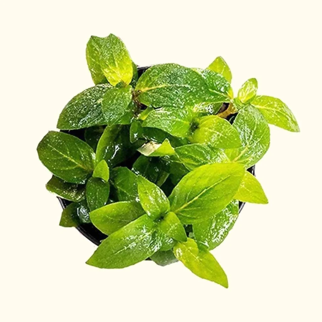 Staurogyne Repens - Image 3