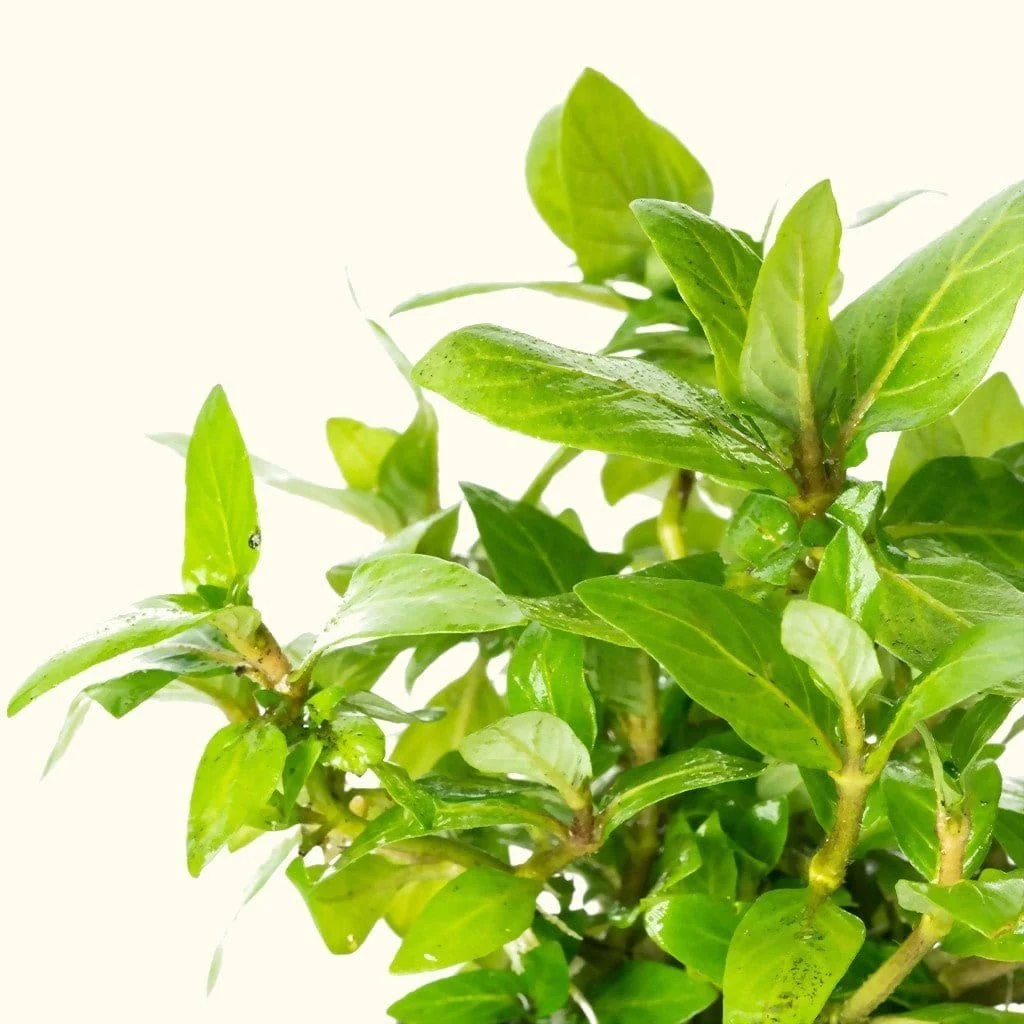 Staurogyne Repens - Image 4
