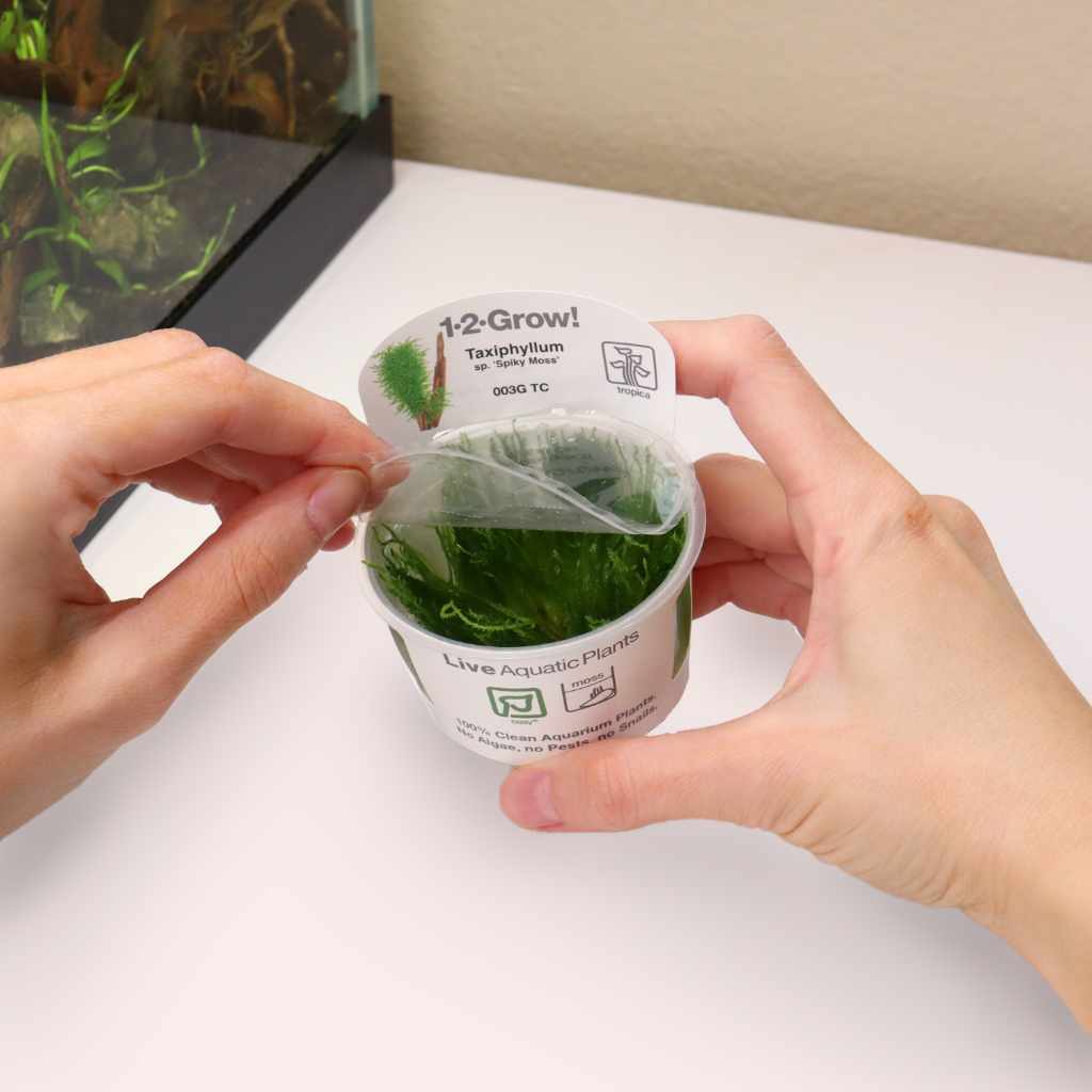 Taxiphyllum 'Spiky Moss' Tissue Culture - Image 3