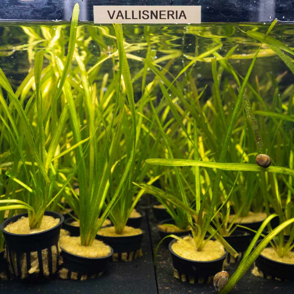 Vallisneria - Image 3