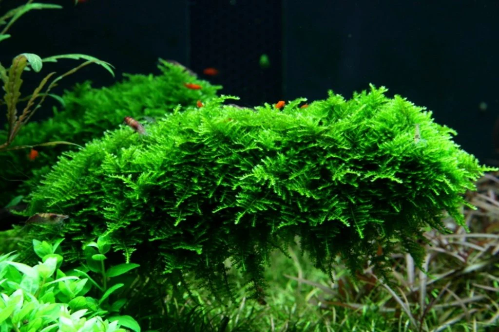 Vesicularia Dubyana 'Christmas Moss' Tissue Culture - Image 2